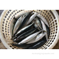 Seafrozen Scomber Japonicus Mackerel Fish en stock